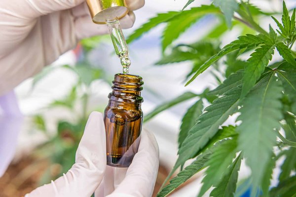 Comment utiliser les plantes pour soulager les douleurs ?
